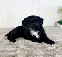 Bentley, a male Shihpoo for sale in Indianapolis, IN – 2 of 5