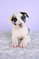 Ace, a male Australian Cattle Dog and Australian Shepherd for sale in Indianapolis, IN – 4 of 5