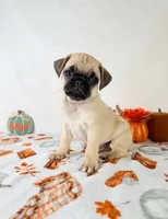 Princeton, a male Pug for sale in Indianapolis, IN – 4 of 5