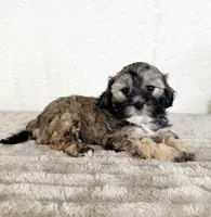 Teddy, a male Shihpoo for sale in Indianapolis, IN – Photo 2 of 5