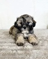 Teddy, a male Shihpoo for sale in Indianapolis, IN – Photo 4 of 5