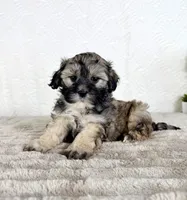 Teddy, a male Shihpoo for sale in Indianapolis, IN – Photo 5 of 5