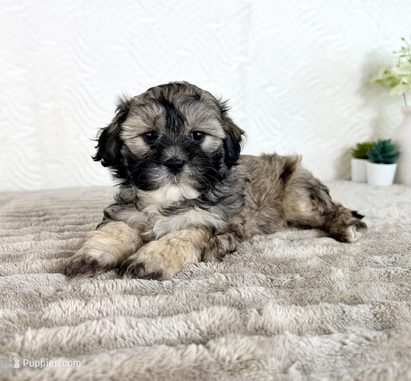 Teddy – Shihpoo puppy for sale in Indianapolis, IN