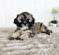 Teddy, a male Shihpoo for sale in Indianapolis, IN – Photo 1 of 5