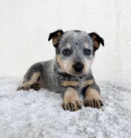 Brylee, a female Australian Cattle Dog for sale in Indianapolis, IN – Photo 2 of 5