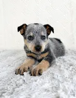 Brylee, a female Australian Cattle Dog for sale in Indianapolis, IN – Photo 3 of 5