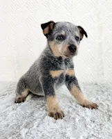 Brylee, a female Australian Cattle Dog for sale in Indianapolis, IN – Photo 4 of 5