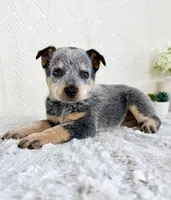 Brylee, a female Australian Cattle Dog for sale in Indianapolis, IN – Photo 5 of 5