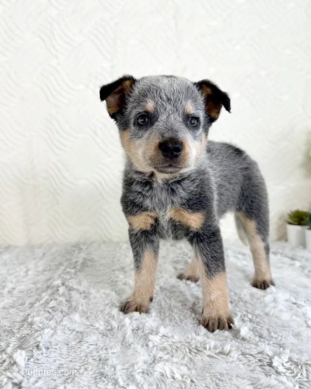 Brylee – Australian Cattle Dog puppy for sale in Indianapolis, IN