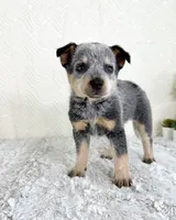 Brylee, a female Australian Cattle Dog for sale in Indianapolis, IN – Photo 1 of 5