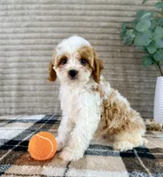 Nemo, a male Cavapoo for sale in Indianapolis, IN – 1 of 5