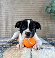 Rafael, a male Boston Terrier and Rat Terrier for sale in Indianapolis, IN – 5 of 5