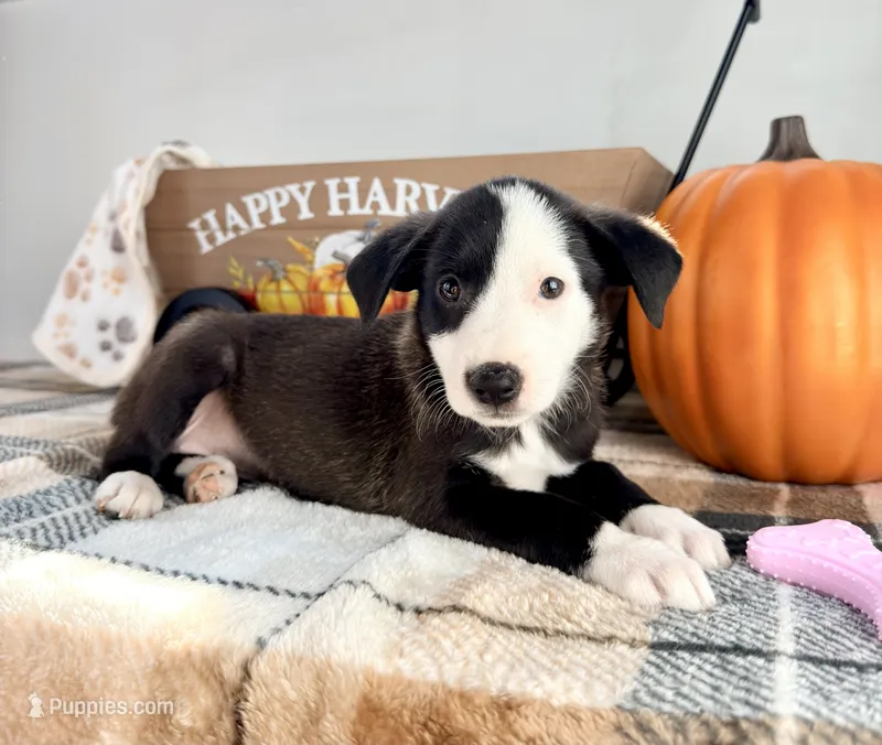 Honey – Border Collie puppy for sale in Indianapolis, IN