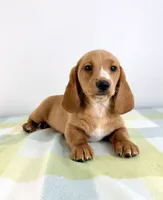 Oakley, a female Pembroke Welsh Corgi and Miniature Dachshund for sale in Indianapolis, IN – 2 of 5