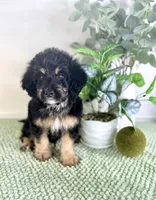 Dobby, a male Miniature Bernedoodle for sale in Indianapolis, IN – 5 of 7
