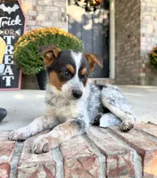 Waylon, a male Australian Cattle Dog for sale in Indianapolis, IN – 3 of 5