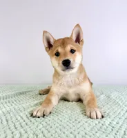 Lucy, a female Shiba Inu for sale in Indianapolis, IN – 2 of 4