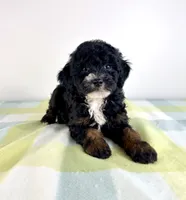 Jessie, a female Miniature Bernedoodle for sale in Indianapolis, IN – 4 of 5