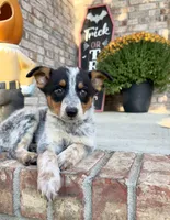 Boone, a male Australian Cattle Dog for sale in Indianapolis, IN – 2 of 5
