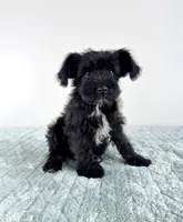 AKC Sammy, a male Miniature Schnauzer for sale in Indianapolis, IN – 5 of 5