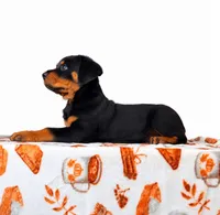 Duchess, a female Rottweiler for sale in Indianapolis, IN – 5 of 5