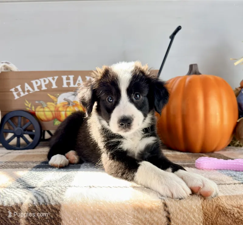 Pumpkin – Border Collie puppy for sale in Indianapolis, IN