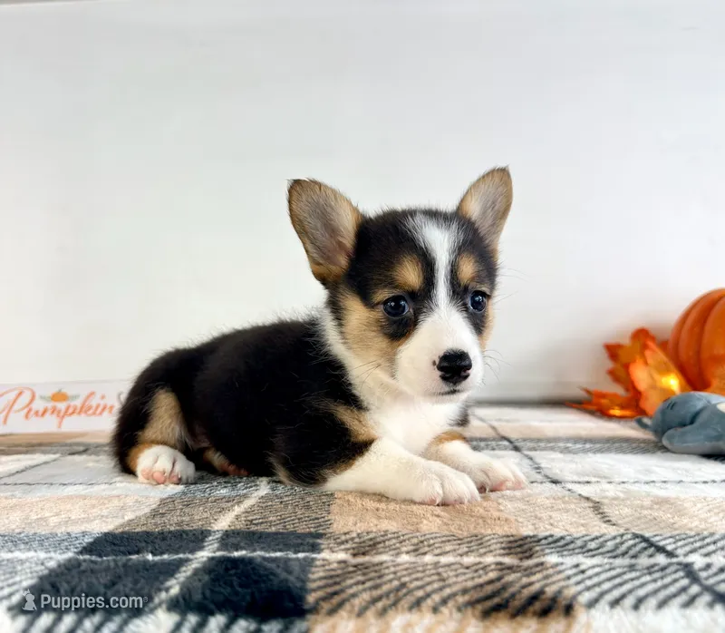 CKC Gwen – Pembroke Welsh Corgi puppy for sale in Indianapolis, IN