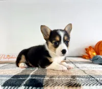 CKC Gwen, a female Pembroke Welsh Corgi for sale in Indianapolis, IN – 1 of 4