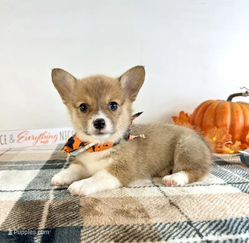 CKC Peni – Pembroke Welsh Corgi puppy for sale in Indianapolis, IN