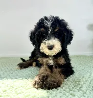 Winnie, a female Miniature Bernedoodle for sale in Indianapolis, IN – 2 of 6