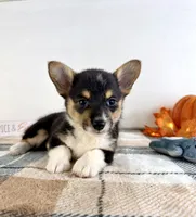 CKC May, a female Pembroke Welsh Corgi for sale in Indianapolis, IN – 3 of 5