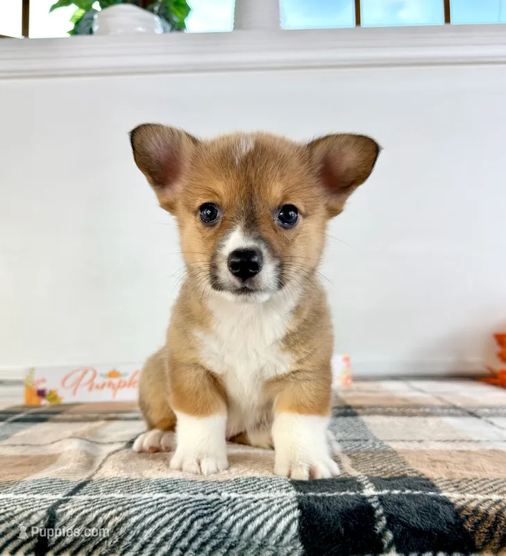  CKC MJ – Pembroke Welsh Corgi puppy for sale in Indianapolis, IN
