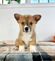  CKC MJ, a female Pembroke Welsh Corgi for sale in Indianapolis, IN – 1 of 5