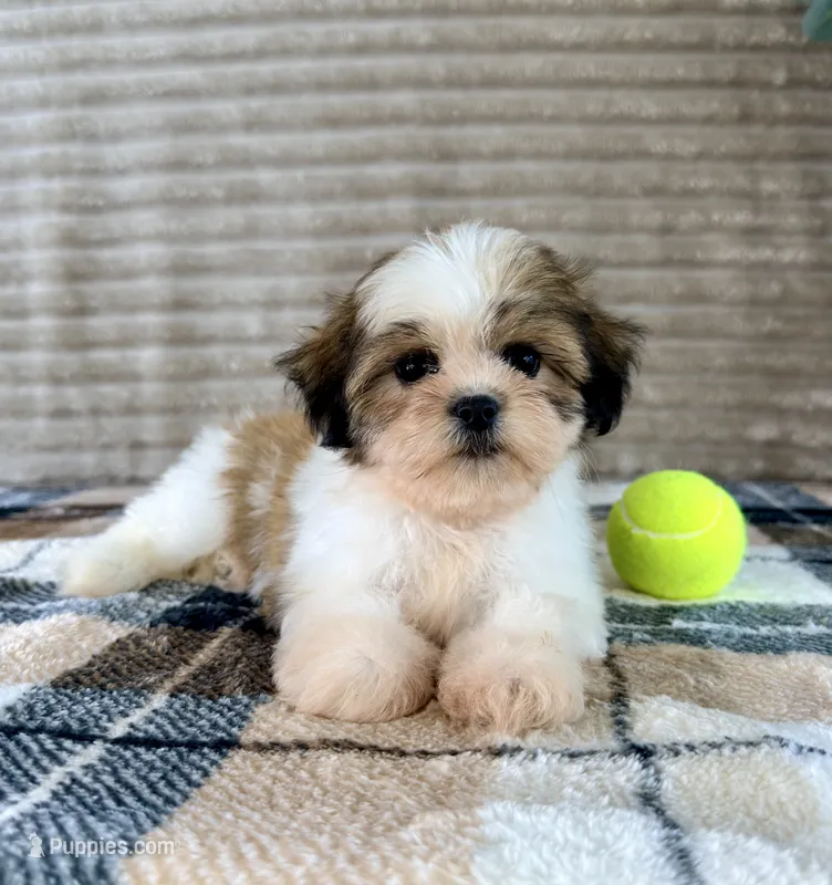 Sally – Mal Shi puppy for sale in Indianapolis, IN