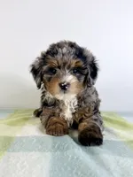 Hamm, a male Miniature Bernedoodle for sale in Indianapolis, IN – 2 of 6