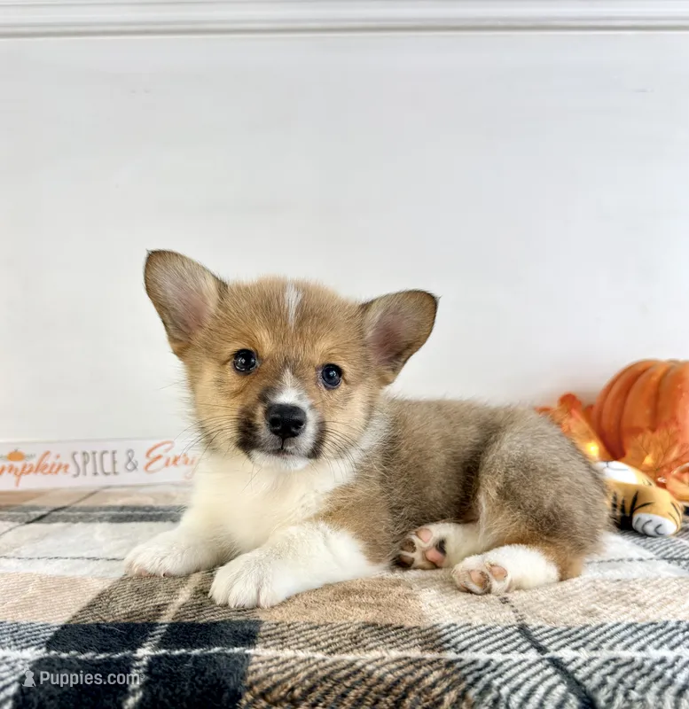 CKC Hobie – Pembroke Welsh Corgi puppy for sale in Indianapolis, IN
