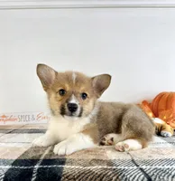CKC Hobie, a male Pembroke Welsh Corgi for sale in Indianapolis, IN – 1 of 5