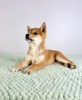 Maya, a female Shiba Inu for sale in Indianapolis, IN – 3 of 6