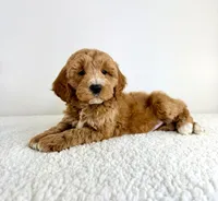 Sonny, a male Miniature Goldendoodle for sale in Indianapolis, IN – 5 of 5