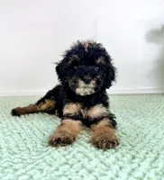 Sabrina, a female Miniature Bernedoodle for sale in Indianapolis, IN – 3 of 5