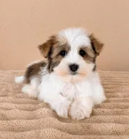 Henry, a male Havanese for sale in Indianapolis, IN – 1 of 5