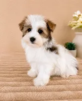 Henry, a male Havanese for sale in Indianapolis, IN – 4 of 5