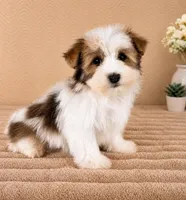 Henry, a male Havanese for sale in Indianapolis, IN – 3 of 5