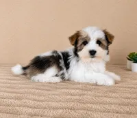 Henry, a male Havanese for sale in Indianapolis, IN – 2 of 5
