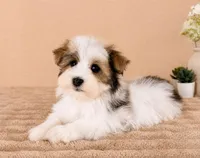 Henry, a male Havanese for sale in Indianapolis, IN – 5 of 5