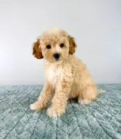 Pudding, a female Cavapoo for sale in Indianapolis, IN – 3 of 5