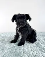 AKC Sammy, a male Miniature Schnauzer for sale in Indianapolis, IN – 4 of 5