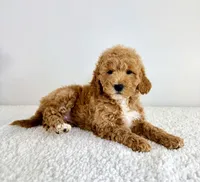 Sunshine, a female Miniature Goldendoodle for sale in Indianapolis, IN – 4 of 5