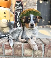 Boone, a male Australian Cattle Dog for sale in Indianapolis, IN – 1 of 5