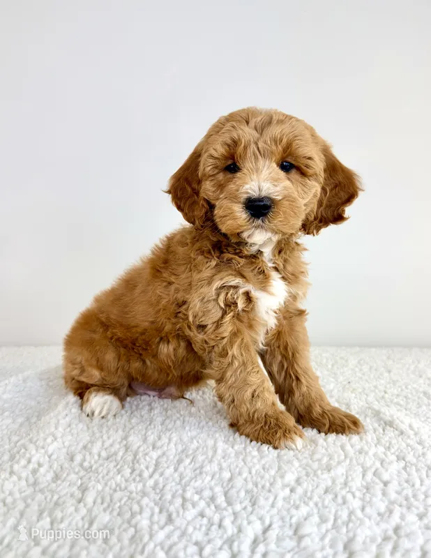Sonny – Miniature Goldendoodle puppy for sale in Indianapolis, IN